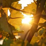 fall, wine, grape leaf, grapevine, nature, vine tendrils, autumn color, leaves, foliage coloring, moselle, autumn leaves